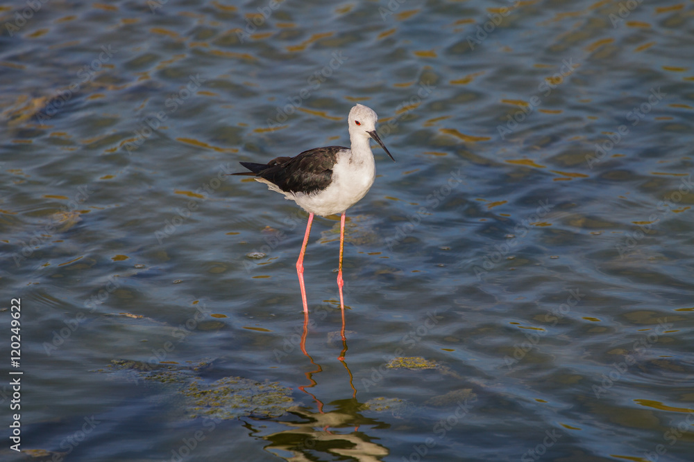 Black-winged Stilt (Himantopus himantopus) Black-winged Stilt (Himantopus himantopus)