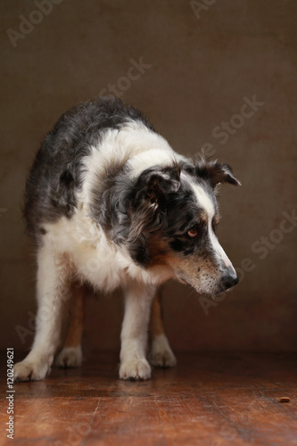 betagte Australian Shepherd-Hündin im Studio © Jana Behr