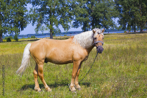 Light brown horse with white mane stands on meadow near blue lake. Palomino horse in field
