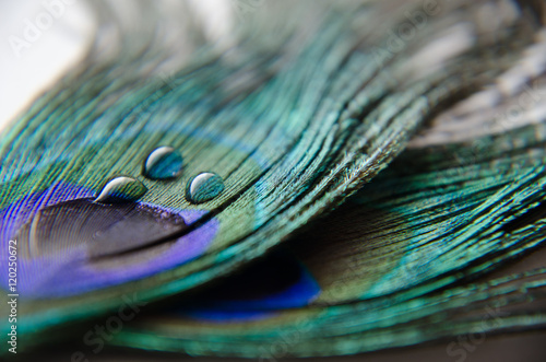 pawie pióra z kroplami wody © mangomouse