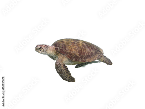 Green sea turtle. Isolated on a white background