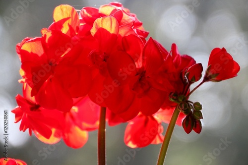 Fototapeta Naklejka Na Ścianę i Meble -  Geranie