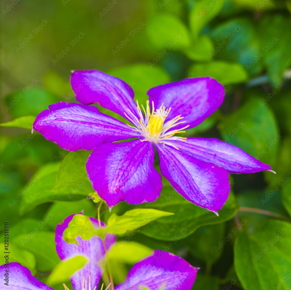 clematis. Beautiful purple flowers of clematis over green backgr clematis. Beautiful purple flowers of clematis over green backgr