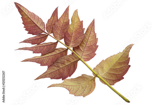 Trumpet creeper autumn leaf