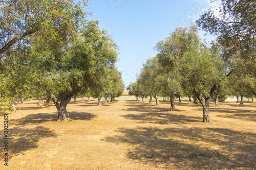 Grove of olive trees in Salento, Puglia in Italy