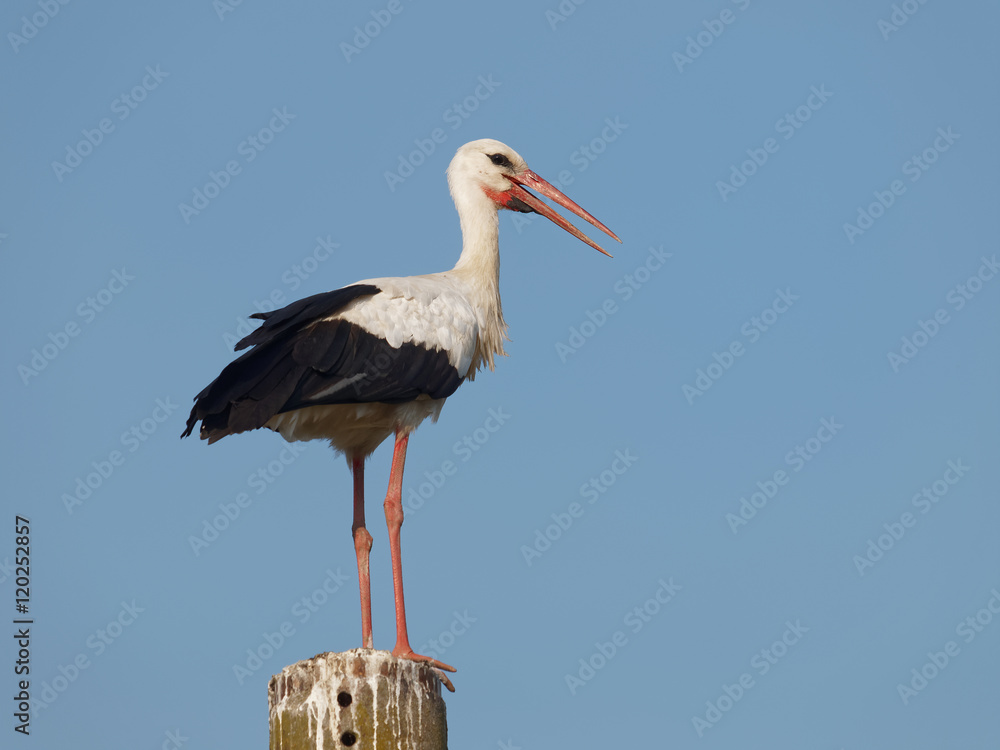 Fototapeta premium White Stork juvenile (Ciconia ciconia)
