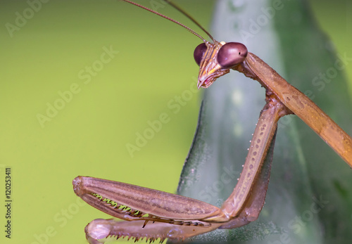 Chinese Mantis, Tenodera Aridifolia Sinesis photo