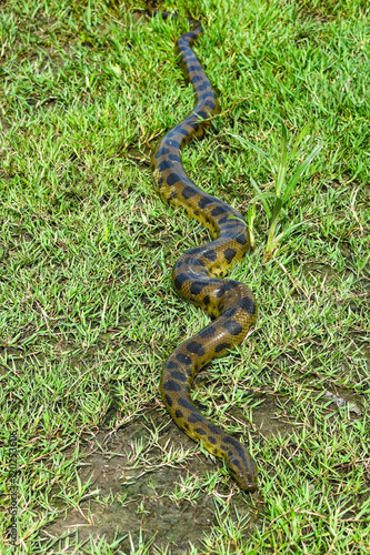 Foto Green anaconda (Eunectes murinus)