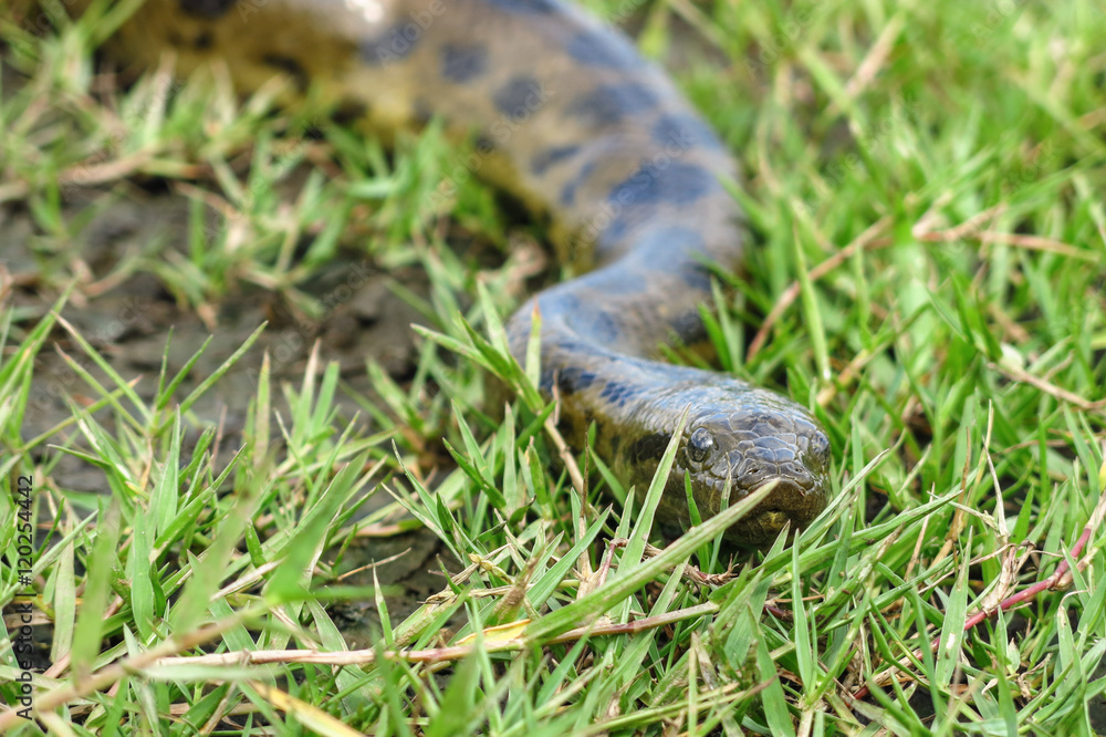 Fototapeta premium Green anaconda (Eunectes murinus)