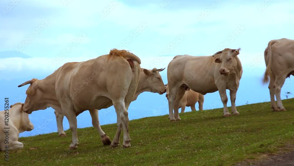 Cow standing on mountain, Pyrenees, France Cow standing on mountain, Pyrenees, France