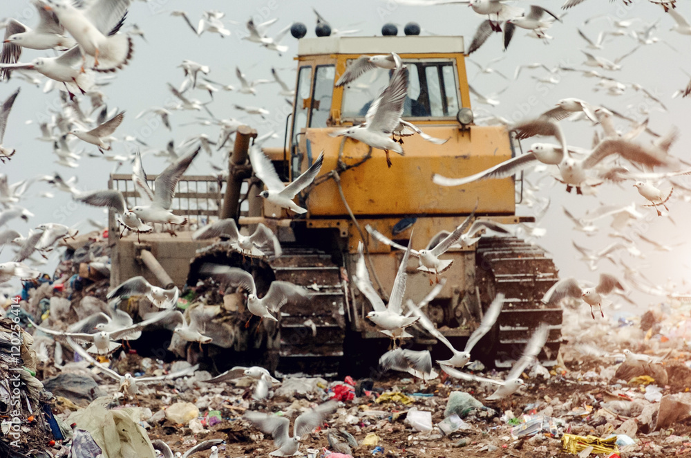 Earth mover on a landfill with seagulls Earth mover on a landfill with seagulls