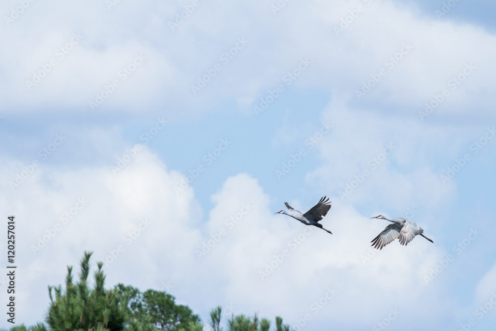 Cranes in flight Cranes in flight