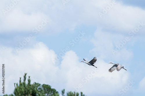 Cranes in flight