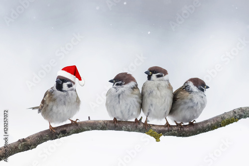 funny birds sparrows sitting on a branch in winter Christmas hats © nataba
