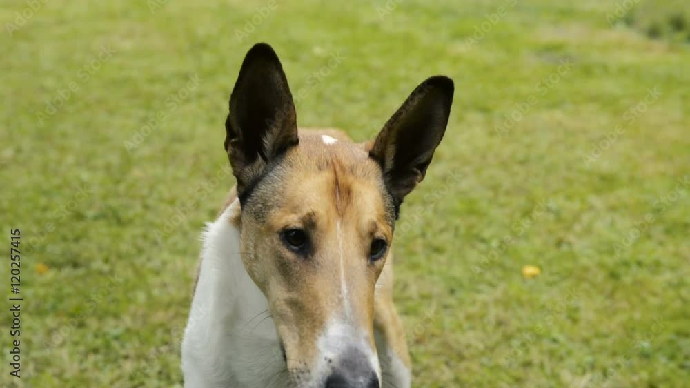 Smooth Collie dog waiting for toy outside in the garden Smooth Collie dog waiting for toy outside in the garden