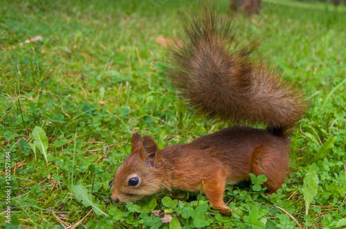 red squirrel on the green grass © DAKfoto