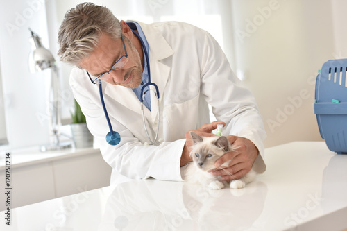 Fototapeta Naklejka Na Ścianę i Meble -  Veterinary examining cat in clinic