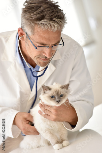 Veterinary ausculting cat with stethoscope