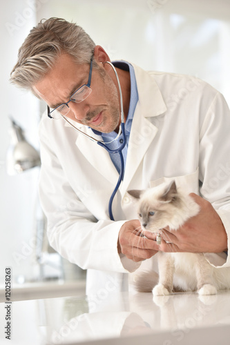 Veterinary ausculting cat with stethoscope