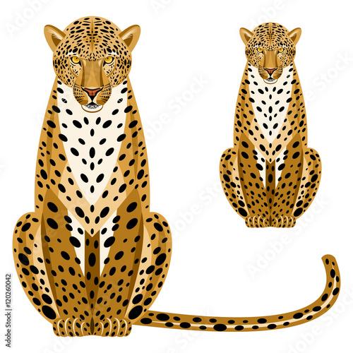 Photography Leopard