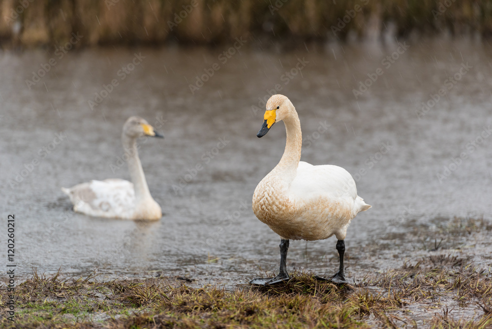 Singschwan, Whooper swan, Cygnus cygnus Singschwan, Whooper swan, Cygnus cygnus