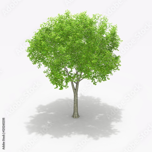 Tree isolated on a white background 3d