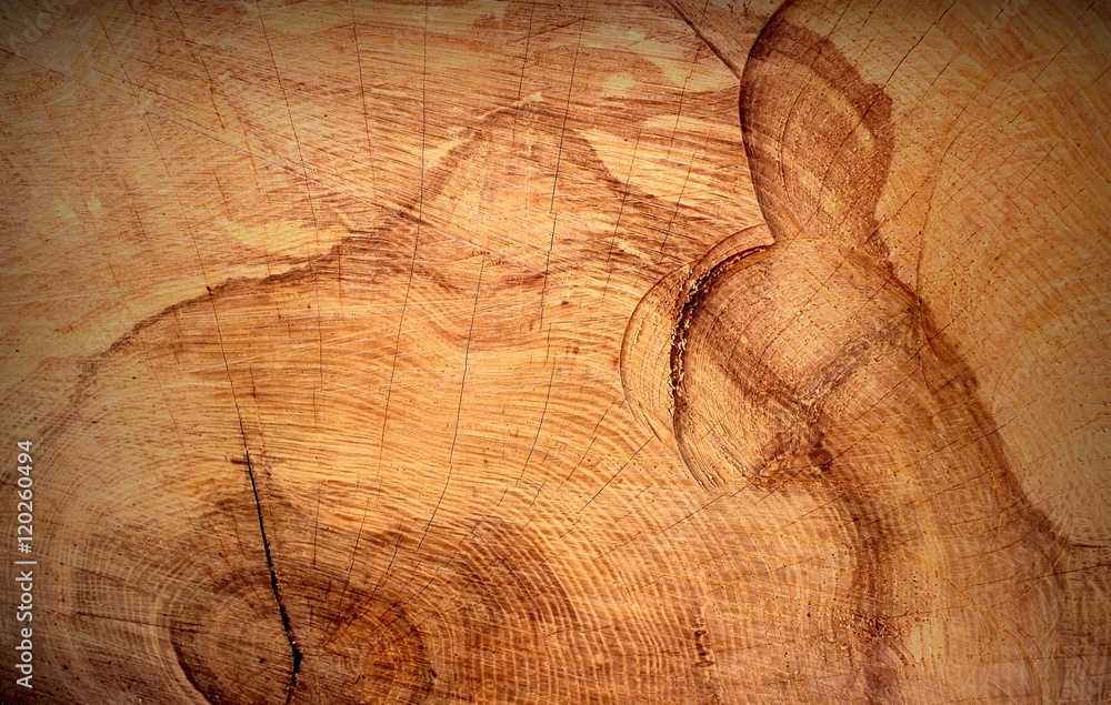 Naklejka premium Beautiful Tree Rings