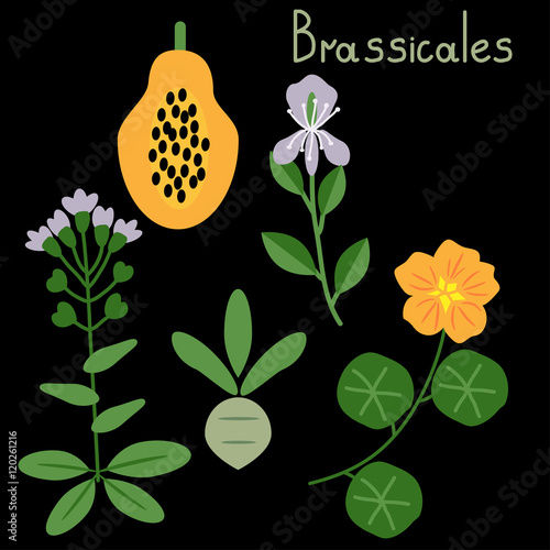 Brassicales plant order