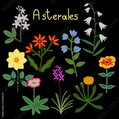 Asterales plant order