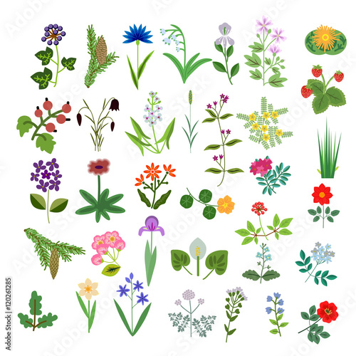 Set of Decorative Flowers