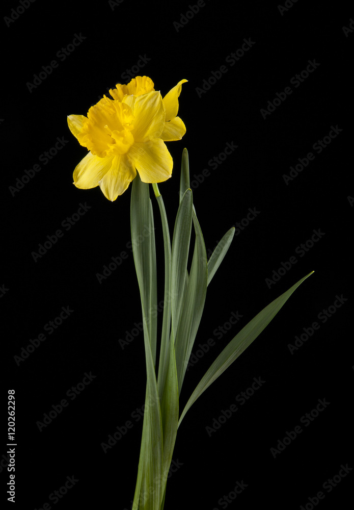 spring yellow daffodil flowers spring yellow daffodil flowers