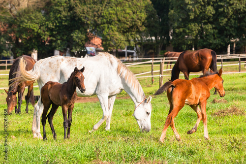 Horses Newborn Foals in field breeding farm © ChrisVanLennepPhoto