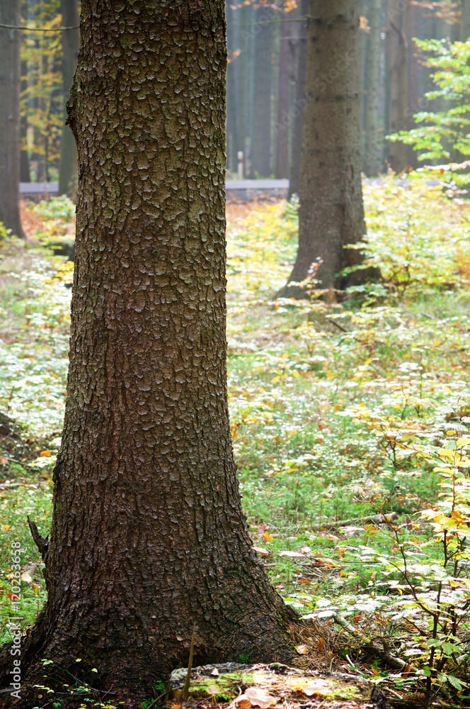 Obraz premium autumn forest