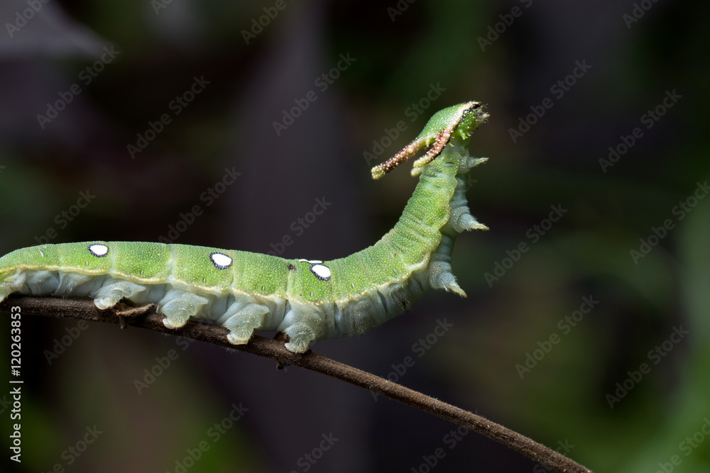 Fototapeta premium Caterpillar in Southeast Asia.