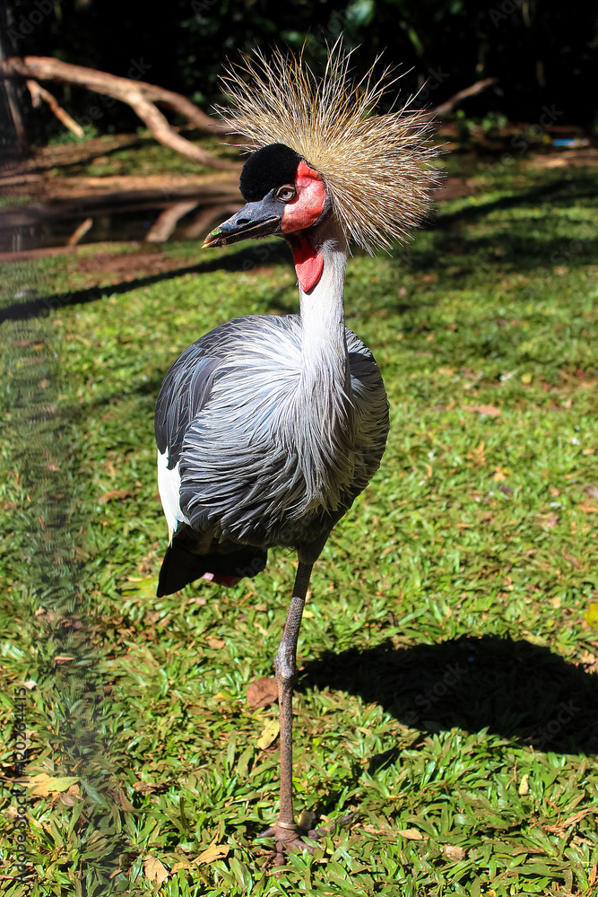 Fototapeta premium Gray crowned crane at Park das Aves, Foz do Iguazu, Brazil