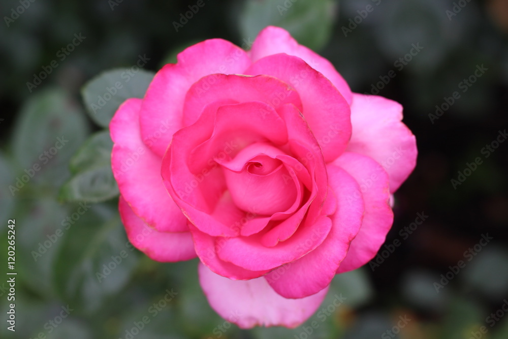 Rose Rose