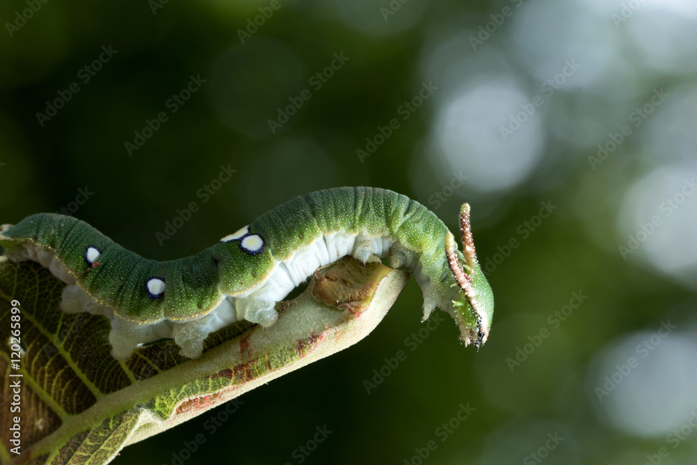 Caterpillar in Southeast Asia.