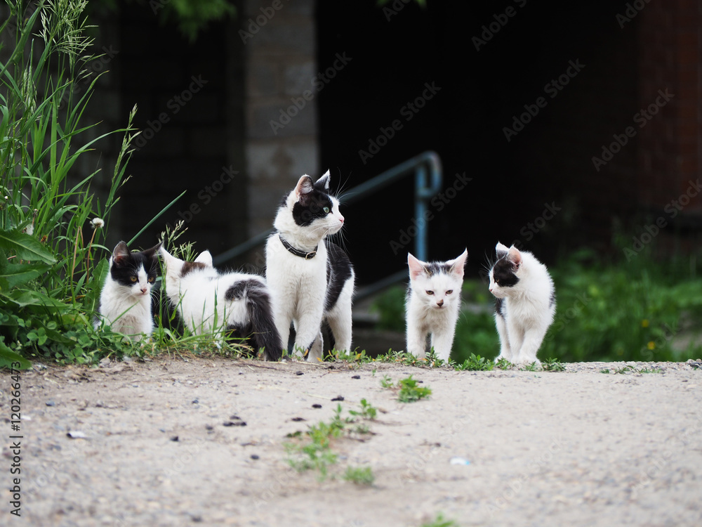 black and white cat family on a walk black and white cat family on a walk
