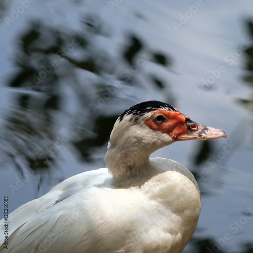 White  Duck