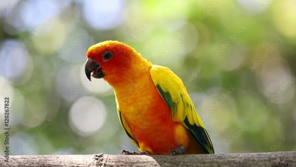 Parrot on the branch
Parrot on the branch