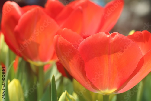 Tulip Orange Panic 6