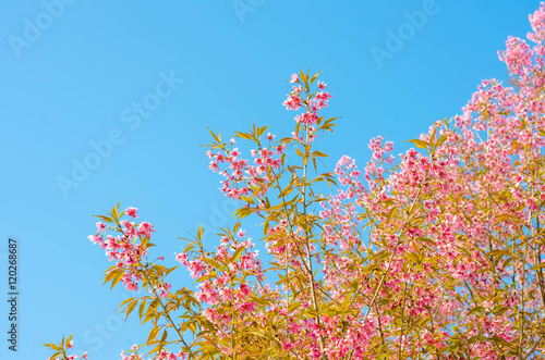 Sakura flower on blue sky background.