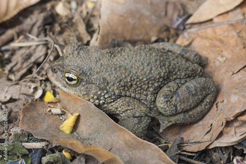 Andean toad (Rhinella spinulosa Wiegmann, 1834) is sitting on dry leaves photo