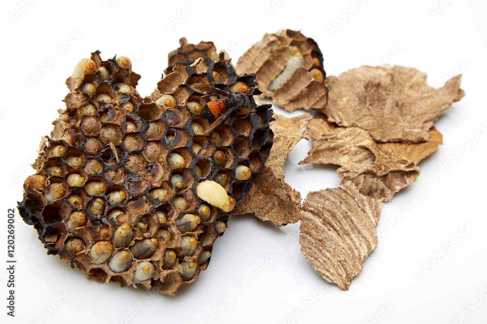 Obraz premium nest, wasp