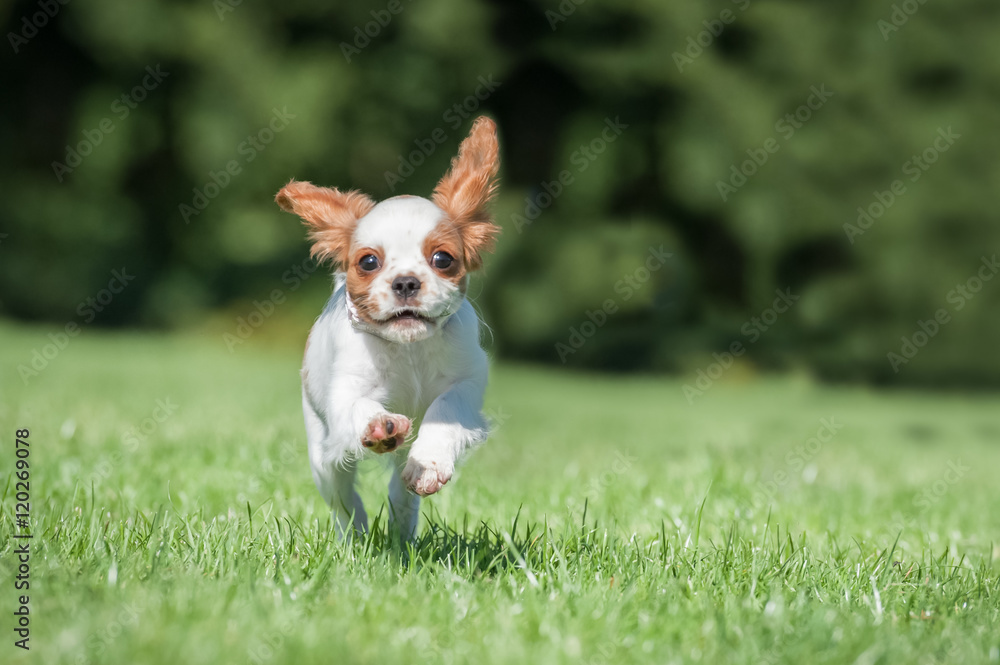 cute spaniel puppy running in a park cute spaniel puppy running in a park