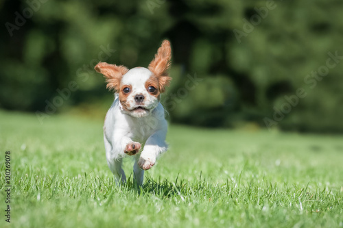 cute spaniel puppy running in a park