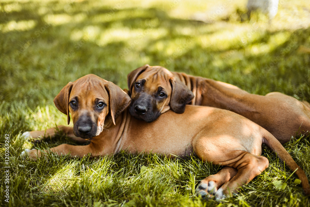 Two Rhodesian Ridgeback puppies lying on the grass