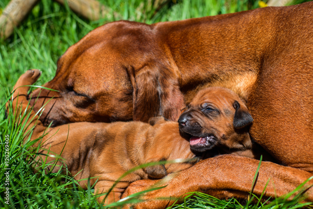 Rhodesian Ridgeback lying with her puppies on grass