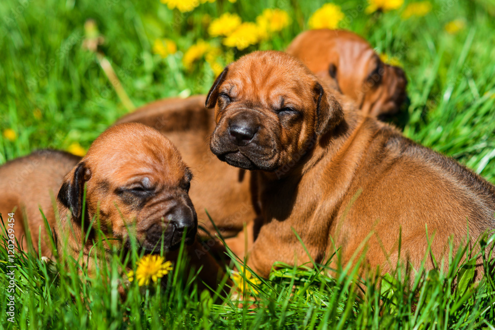 Group of Rhodesian Ridgeback puppies lying on grass