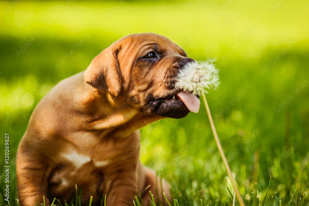 Funny Rhodesian Ridgeback puppy licking dandelion seeds